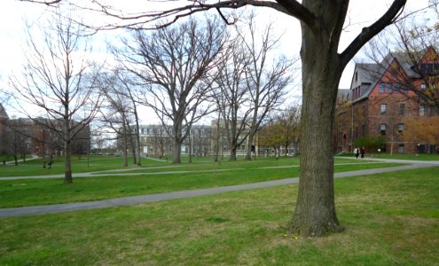 Tree and pathways and academic buildings at Cornell University photo