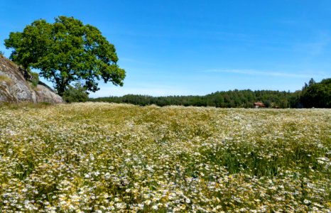 Tree and wheat field in Röe 4