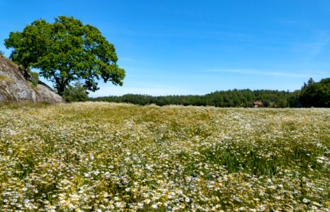 Tree and wheat field in Röe 4 photo