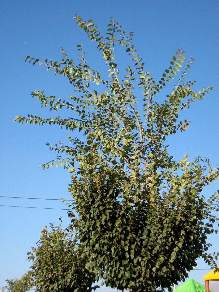 Tree - Baghrud Park - Nishapur