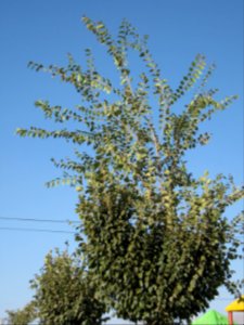 Tree - Baghrud Park - Nishapur