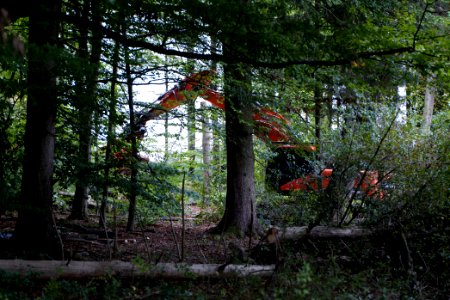 Tree cutting at Maulbach forest 2020-10-05 59