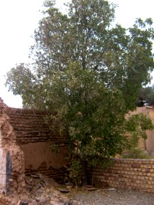 Tree - alone - fazl st - Nishapur