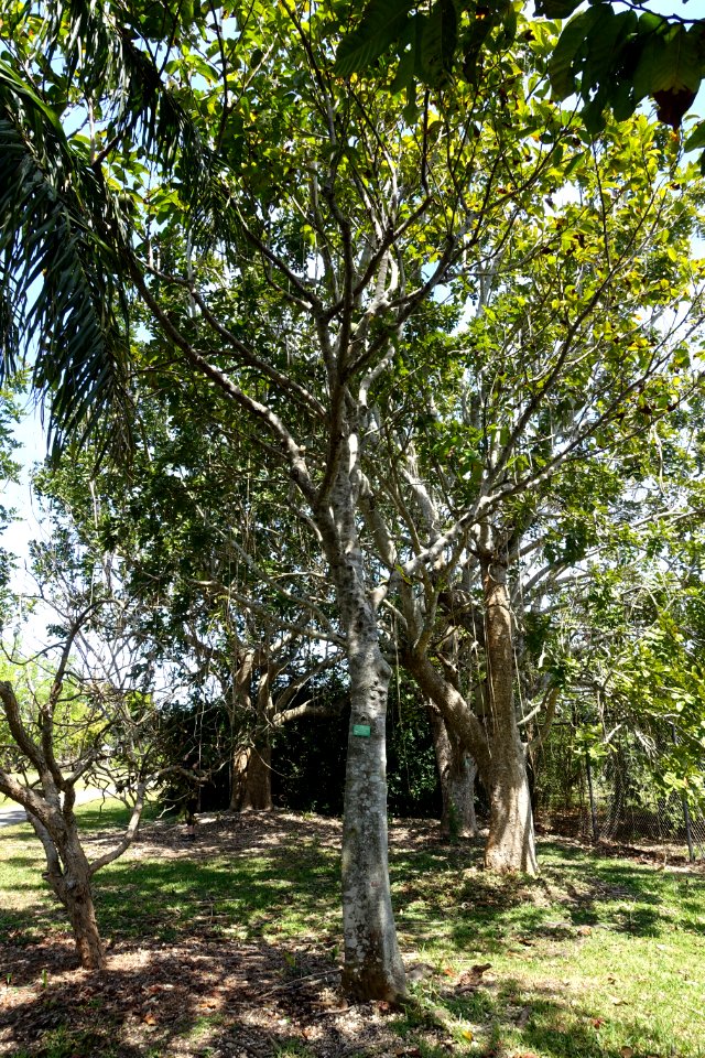 Treculia africana - Fruit and Spice Park - Homestead, Florida - DSC09007