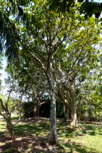 Treculia africana - Fruit and Spice Park - Homestead, Florida - DSC09007