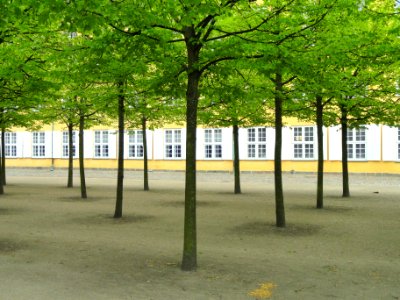 Trees at palace - Frederiksberg Have - Copenhagen - DSC09177