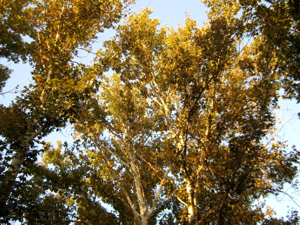 Tree - Attar st - Nishapur