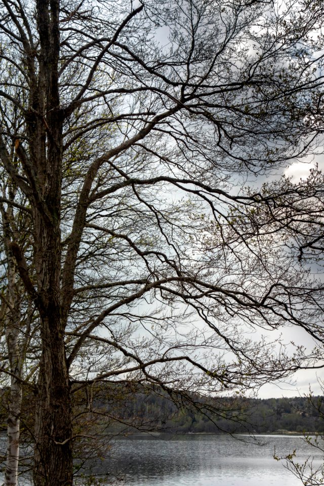 Trees by the shore in Sandvik 1