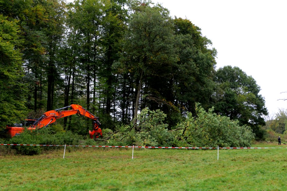 Tree cutting at Maulbach forest 2020-10-05 71