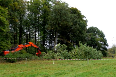 Tree cutting at Maulbach forest 2020-10-05 71