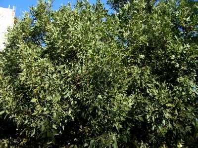 Trees - west farahbakhsh st - Nishapur 2