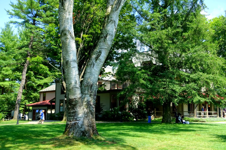 Tree - Tanglewood - DSC05759