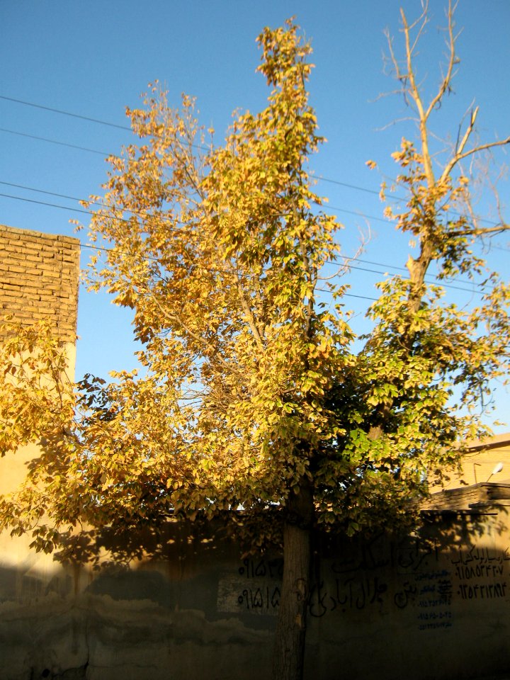 Tree - Jalale ale Ahmad st - Nishapur 2