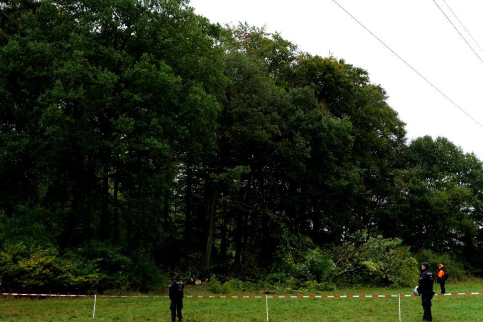 Tree cutting at Maulbach forest 2020-10-05 64