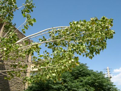 Trees in Amir Kabir and Be'sat blv - Nishapur 17
