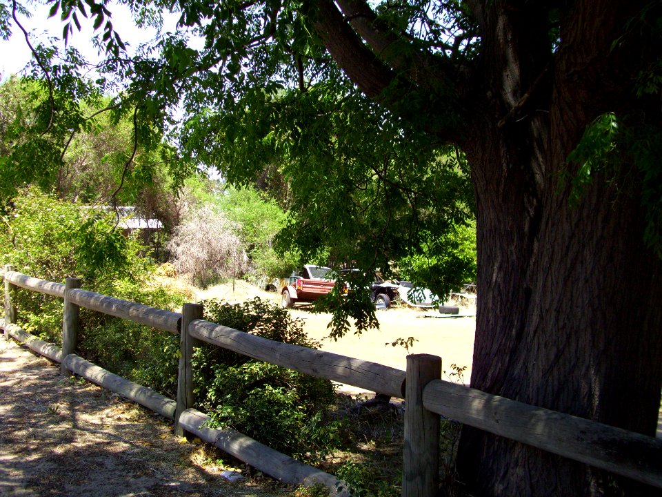 Trees and old cars in Waroona 1 (E37@WTW2013)