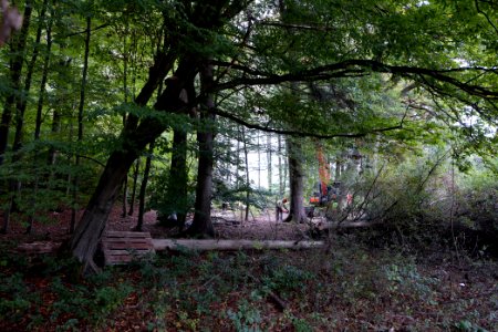 Tree cutting at Maulbach forest 2020-10-05 62