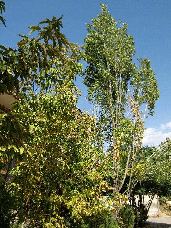 Trees in Amir Kabir and Be'sat blv - Nishapur 14