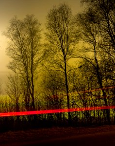 Trees around Brastad soccer arena in fog (17) photo