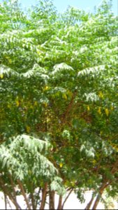 Trees in Amir Kabir and Be'sat blv - Nishapur 03