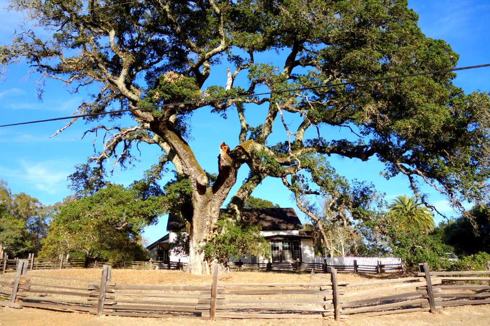 Tree and cottage - Jack London's Cottage - DSC03862