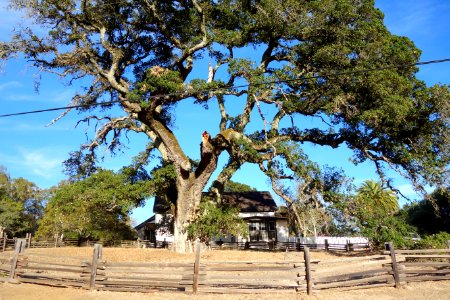 Tree and cottage - Jack London's Cottage - DSC03862