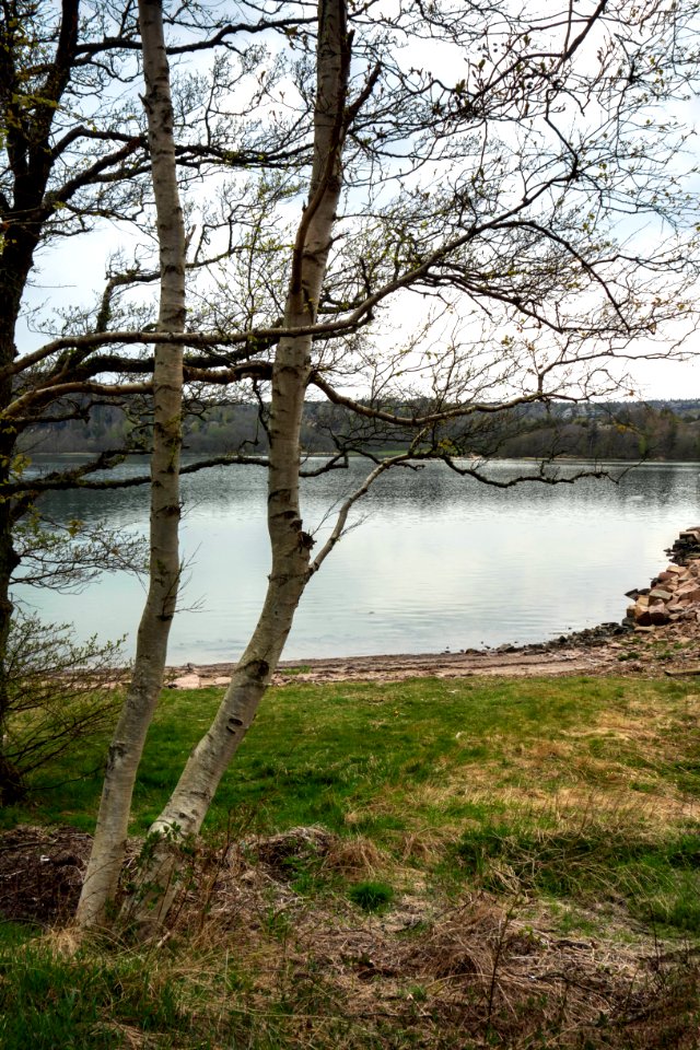 Trees by the shore in Sandvik 2