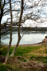 Trees by the shore in Sandvik 2 photo