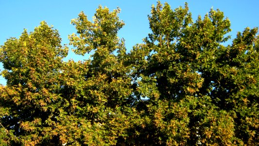 Trees at morning - near Simorgh Culture house - Nishapur 9