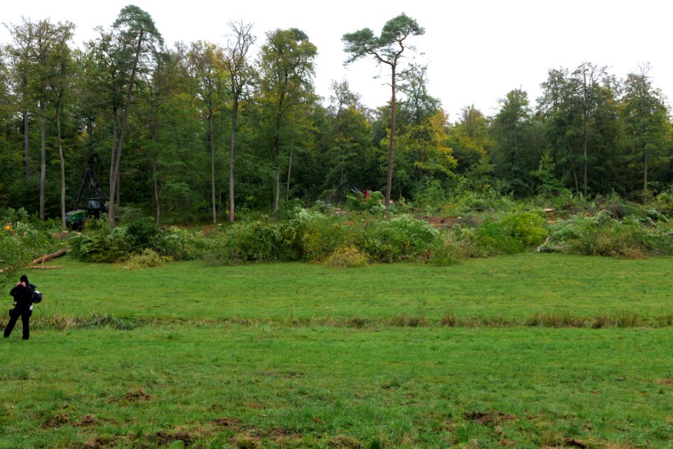 Tree cutting at Maulbach forest 2020-10-05 41