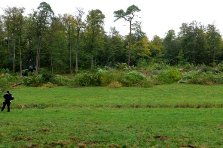 Tree cutting at Maulbach forest 2020-10-05 41