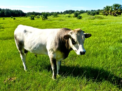 Grazing cattle cow