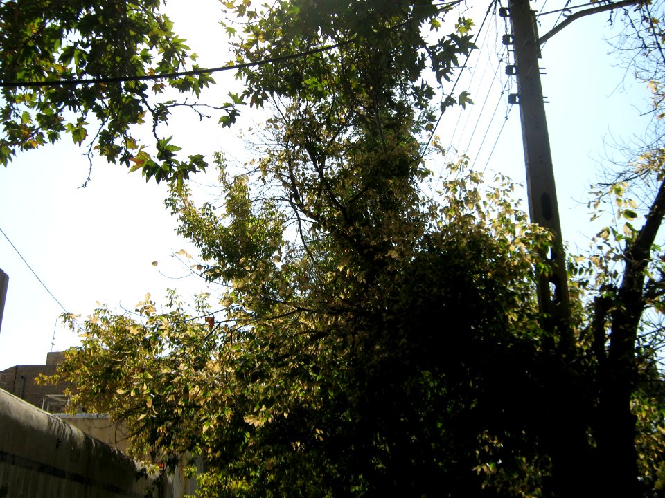Tree - houses - sidewalk - Nishapur 01
