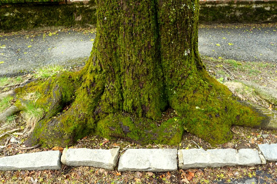 Tree - Arlington, MA - DSC00582