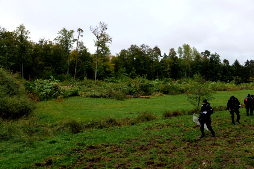 Tree cutting at Maulbach forest 2020-10-05 52