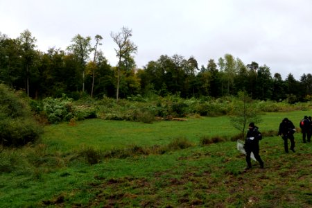 Tree cutting at Maulbach forest 2020-10-05 52