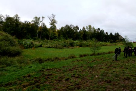 Tree cutting at Maulbach forest 2020-10-05 51