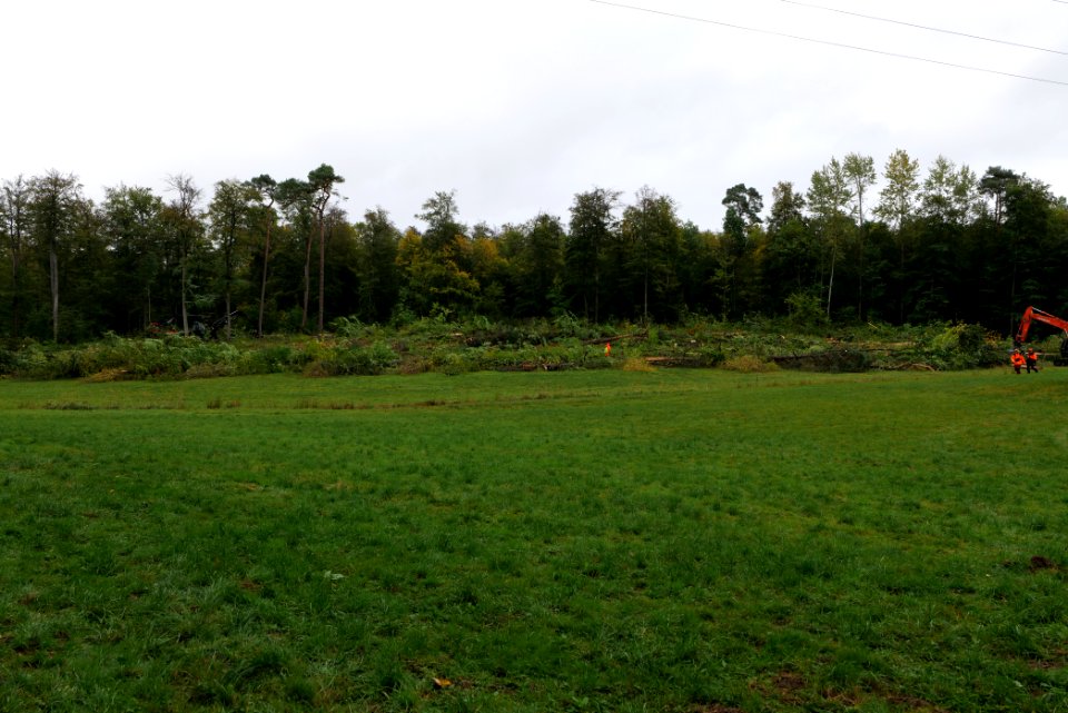 Tree cutting at Maulbach forest 2020-10-05 47