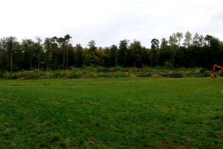 Tree cutting at Maulbach forest 2020-10-05 47