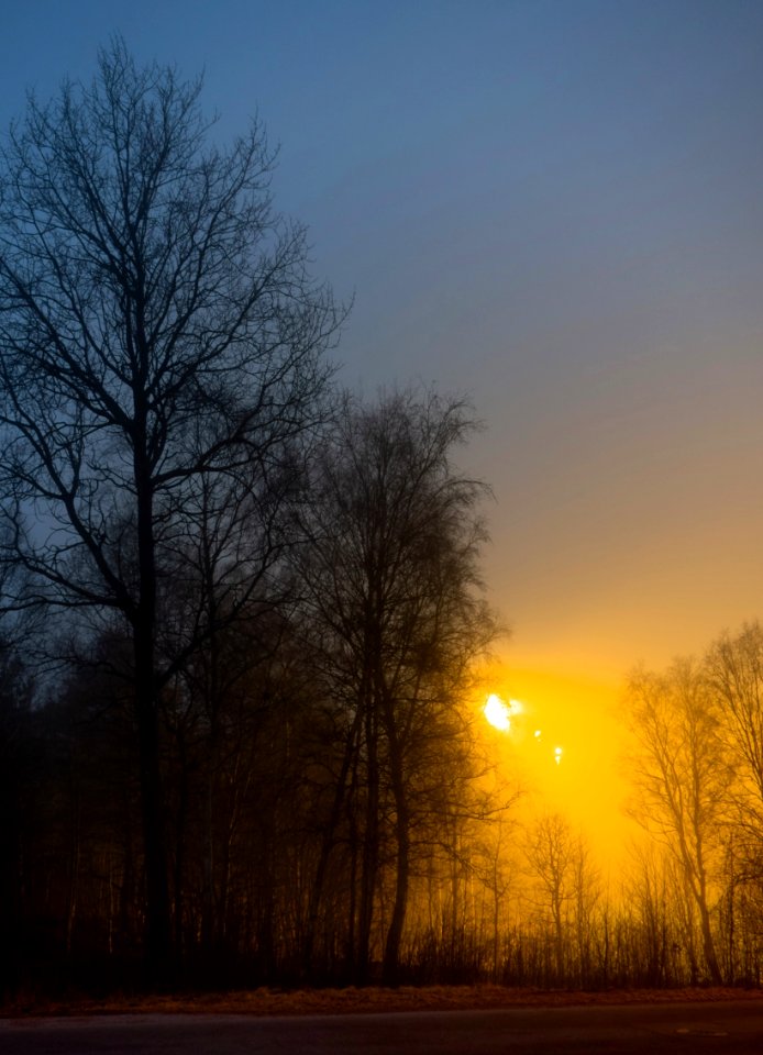 Trees around Brastad soccer arena in fog (2)