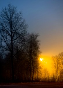 Trees around Brastad soccer arena in fog (2) photo