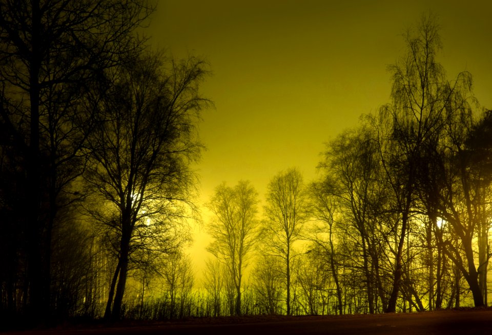 Trees around Brastad soccer arena in fog (14)