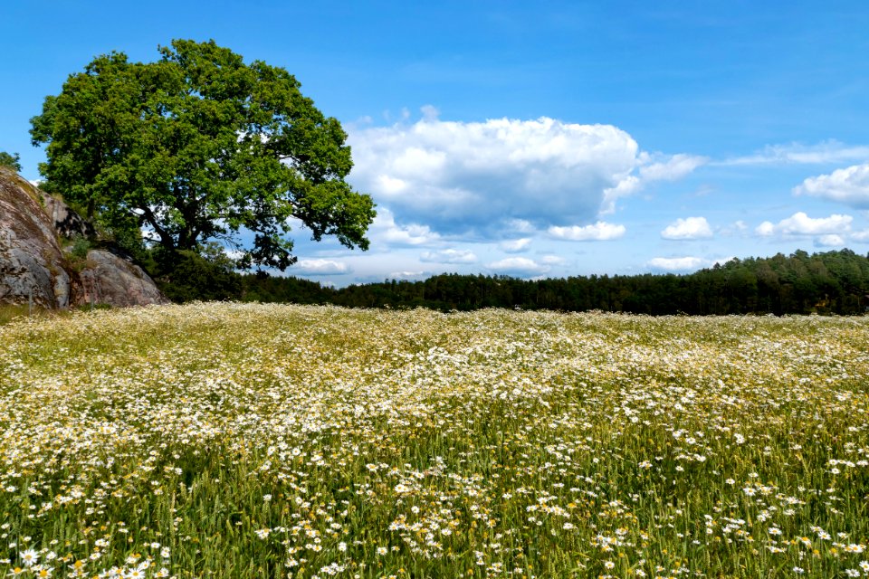 Tree and wheat field in Röe 1