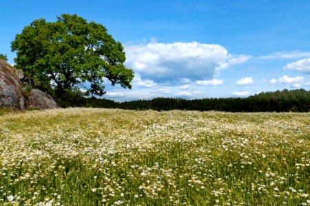 Tree and wheat field in Röe 1 photo