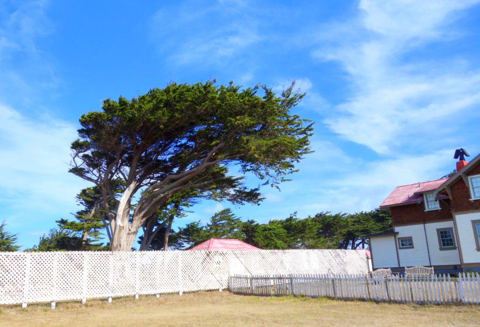 Tree - Point Cabrillo Light Station State Historic Park - DSC01992