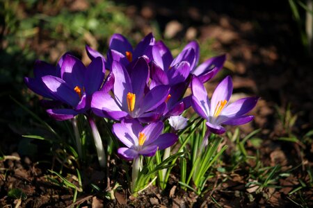 Flowers spring spring flower