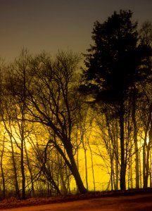 Trees around Brastad soccer arena in fog (8) photo