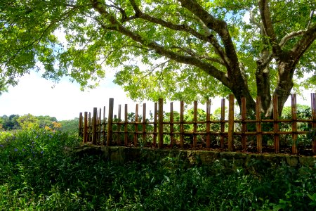 Tree - Morikami Museum and Japanese Gardens - Palm Beach County, Florida - DSC03598