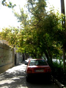 Tree - houses - sidewalk - Nishapur 02