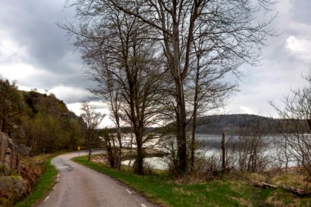 Trees by the road in Sandvik 1 photo